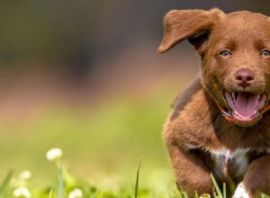 Могут ли собаки имитировать радость?
