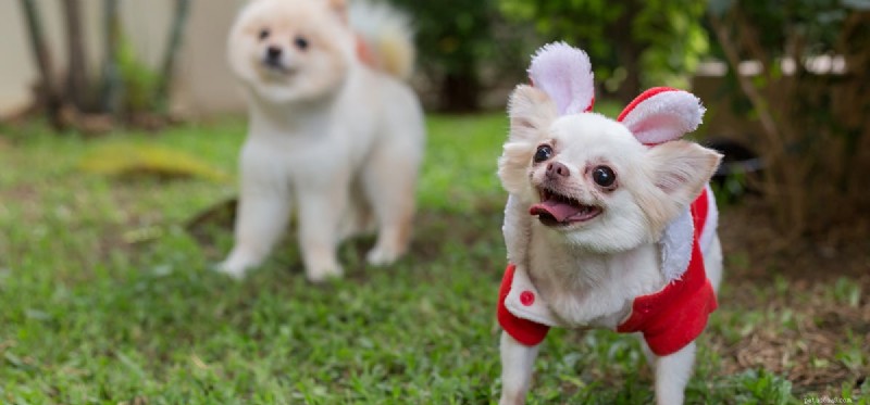Kan hundar falska glädje?