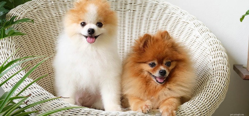 Mohou psi předstírat radost?