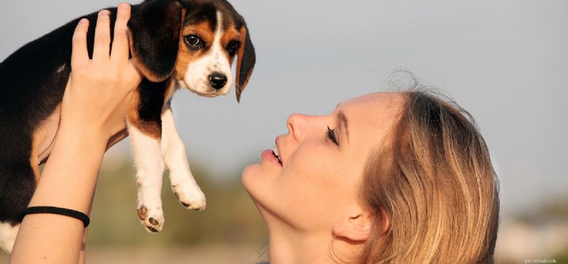 Могут ли собаки притворяться в любви?