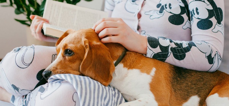 I cani possono falsificare la gravidanza?