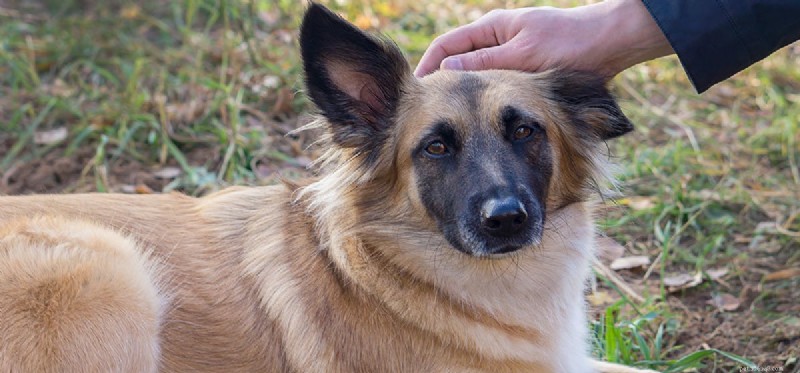 Cães podem fingir gravidez?