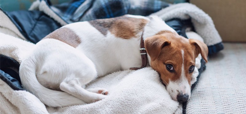 Kan hundar falska sömn?
