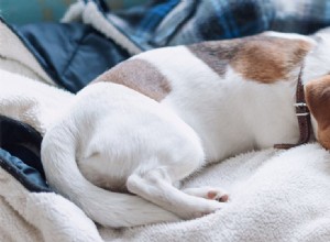 개가 가짜 잠을 잘 수 있습니까?