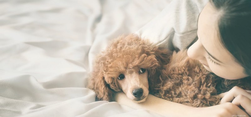 I cani possono fingere di dormire?