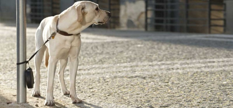 Могут ли собаки чувствовать себя брошенными?