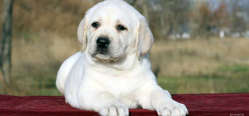 Os cães podem sentir alarme?