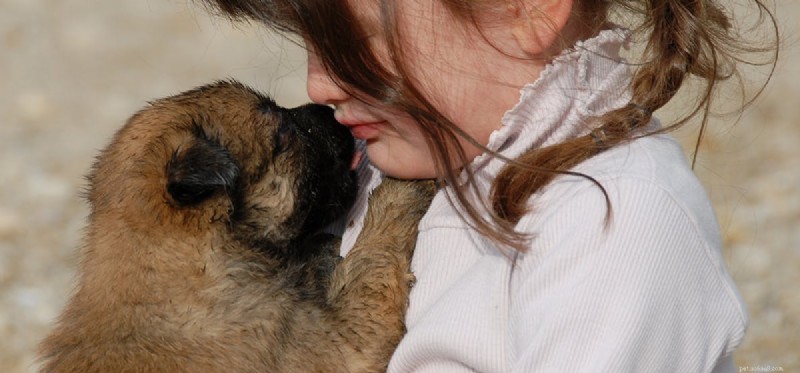 Os cães podem sentir amargura?