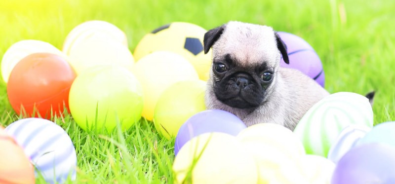 Os cães podem sentir carinho?