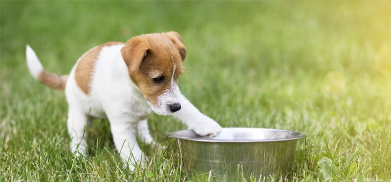 Kunnen honden het koud krijgen?