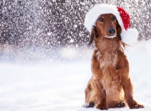 개도 추운 날씨를 느낄 수 있습니까?