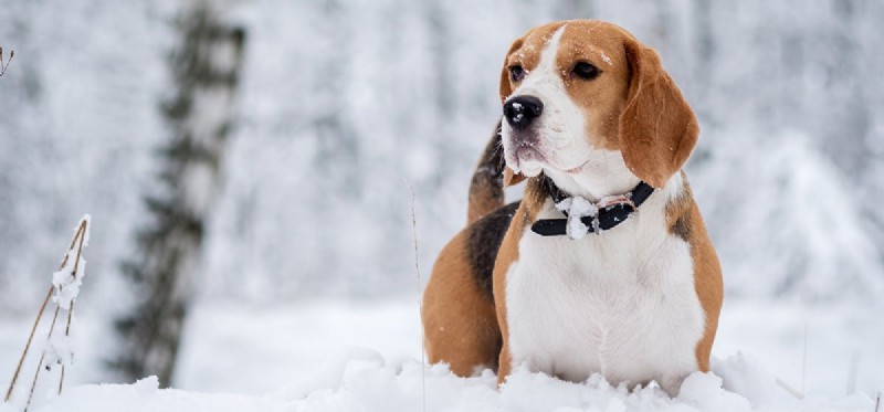 Kan hundar känna kallt väder?
