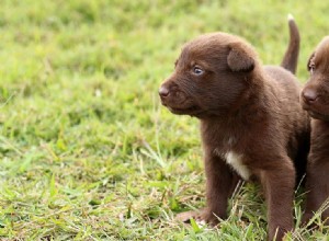 犬は競争力を感じることができますか?