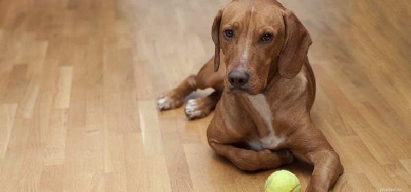 Os cães podem sentir curiosidade?