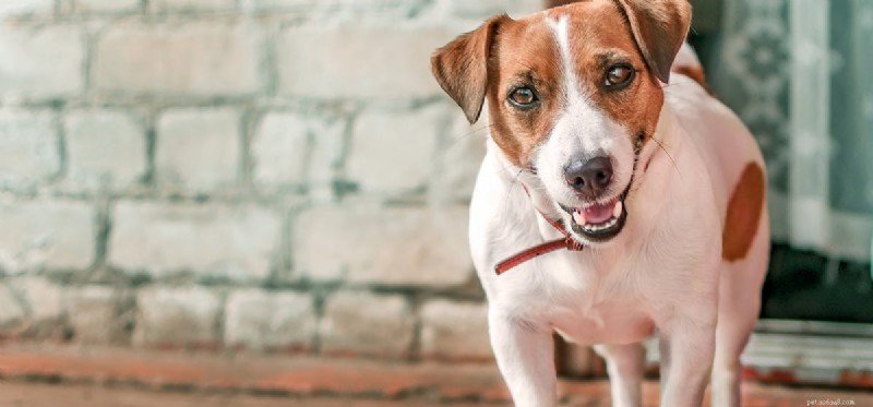 Os cães podem sentir curiosidade?