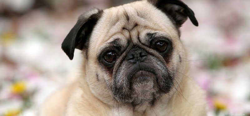Kunnen honden neerslachtigheid voelen?