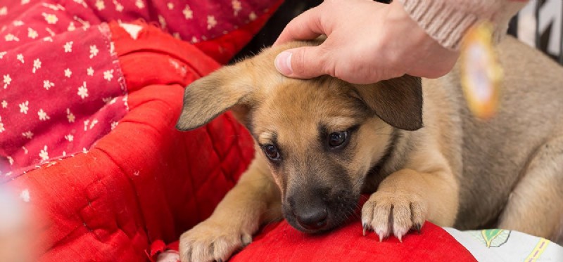 犬は絶望を感じますか?