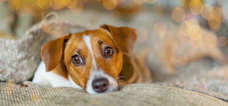 Os cães podem se sentir desencorajados?