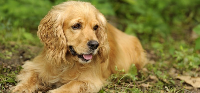 Kunnen honden zich ontmoedigd voelen?