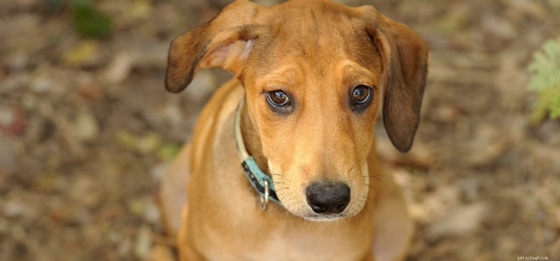 Os cães podem se sentir desencorajados?