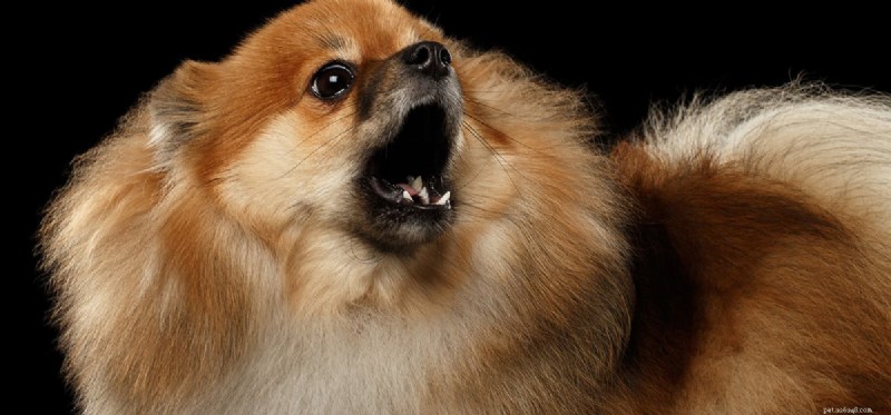 Kan hundar känna raseri?
