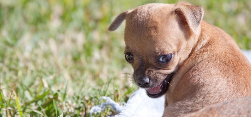 犬は怒りを感じることができますか?