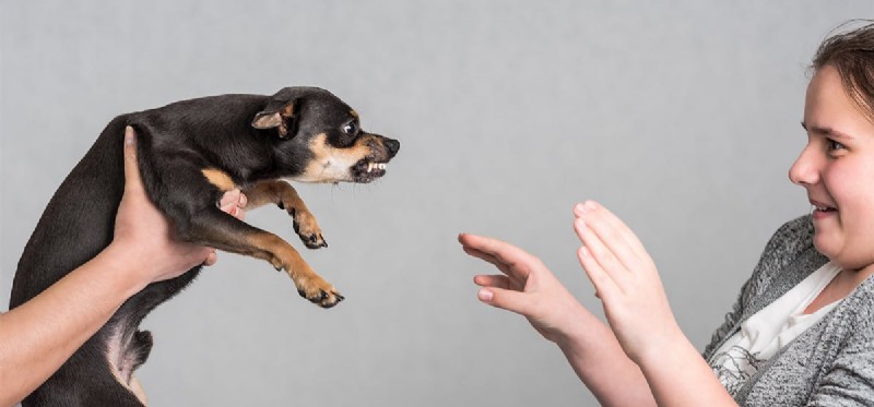 Os cães podem sentir fúria?