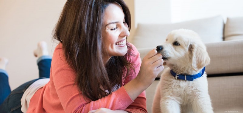 Kunnen honden dankbaarheid voelen?