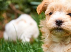 犬は目の毛を感じますか?