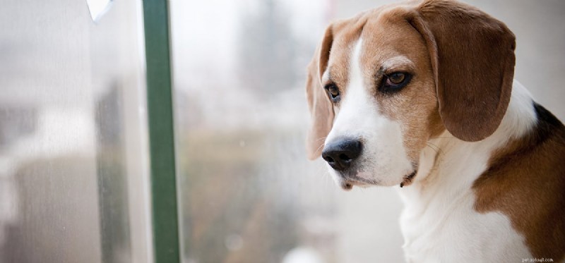 Os cães podem sentir dirofilariose?