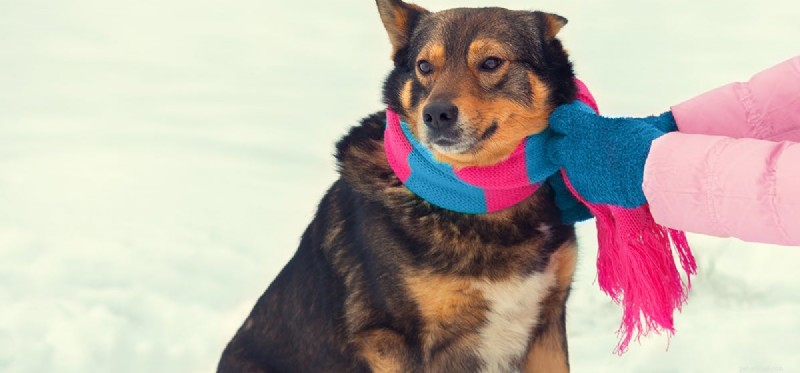Kan hundar känna sig varma och kalla?