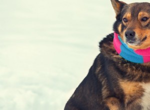 Může se psům cítit horko a zima?