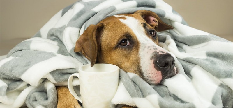 Les chiens peuvent-ils avoir chaud et froid ?
