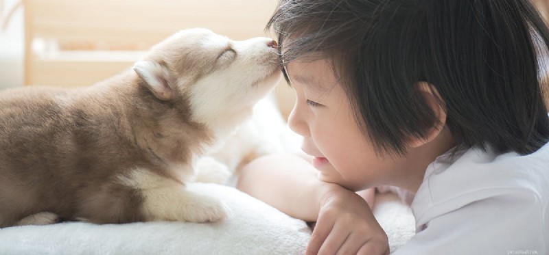 개가 사람의 키스를 느낄 수 있습니까?