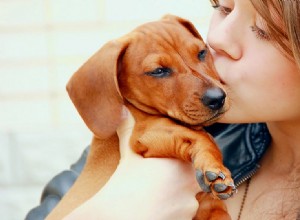 Могут ли собаки чувствовать доброту?