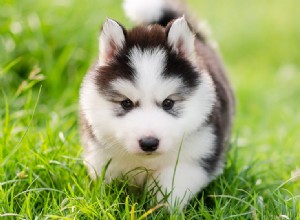 犬は蚊に刺されたのを感じますか?