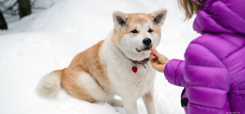 Les chiens peuvent-ils ressentir de la gentillesse ?
