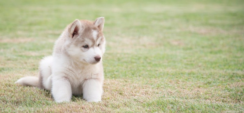 犬は蚊に刺されたのを感じますか?