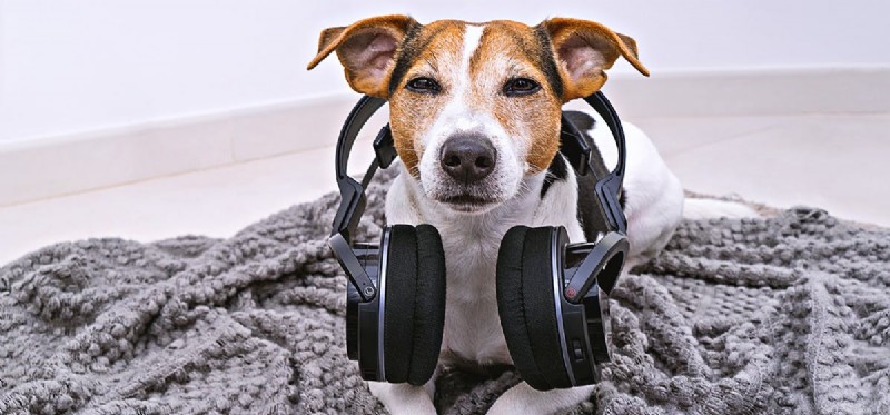 I cani possono sentire la musica?