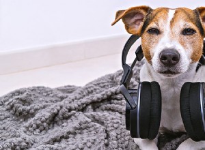 Cítí psi hudbu?