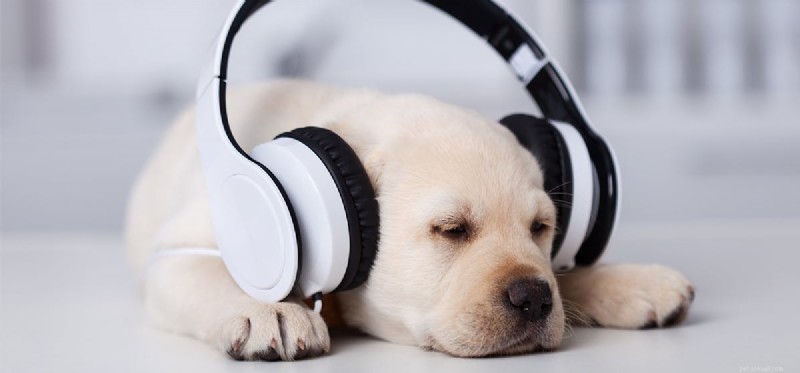 I cani possono sentire la musica?