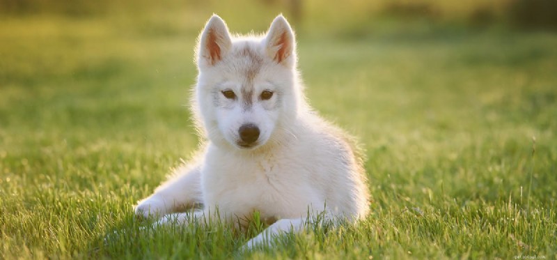 犬は蚊に刺されたのを感じますか?