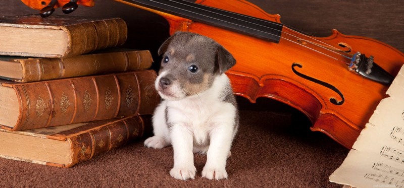 Les chiens peuvent-ils sentir la musique ?