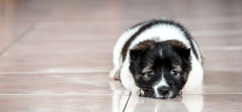 犬はイラクサに刺されても感じますか?