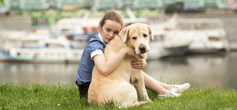 Os cães podem sentir picadas de urtiga?