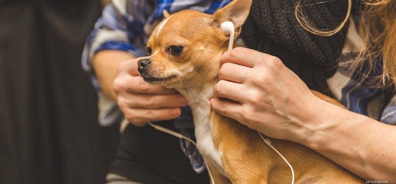 Os cães podem sentir música?