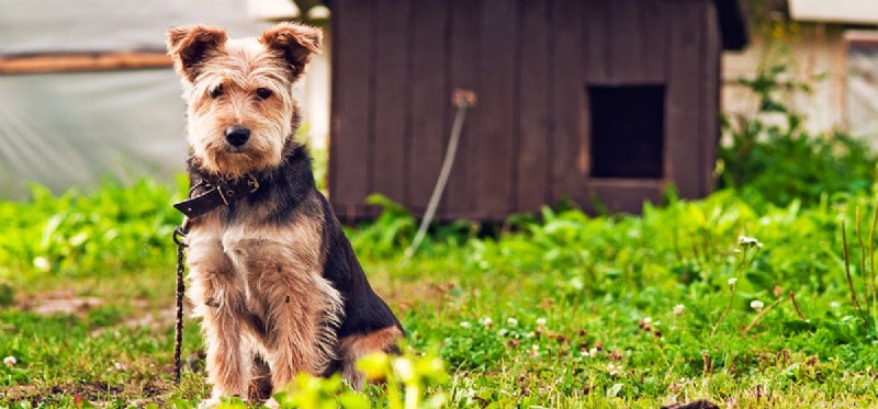 Os cães podem sentir picadas de urtiga?