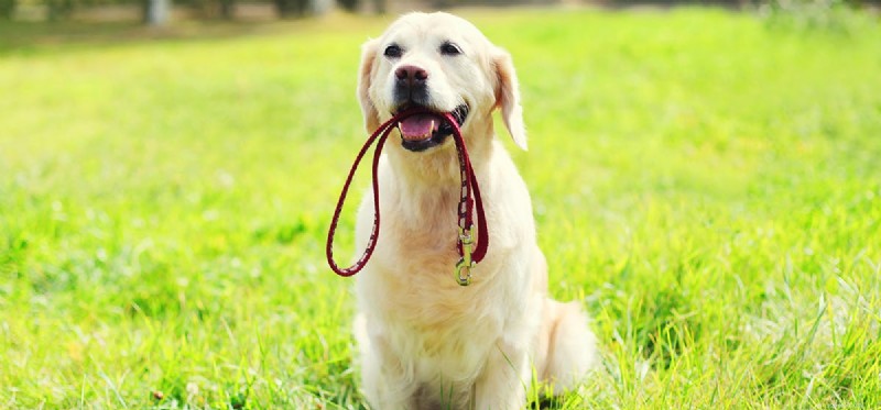 Os cães podem sentir picadas de urtiga?