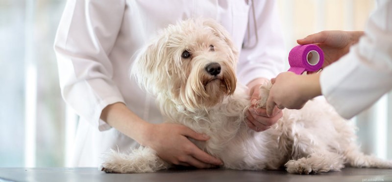 Os cães podem sentir dor?