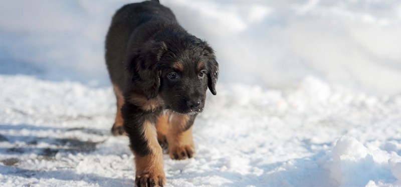 犬は喜びを感じることができるか?